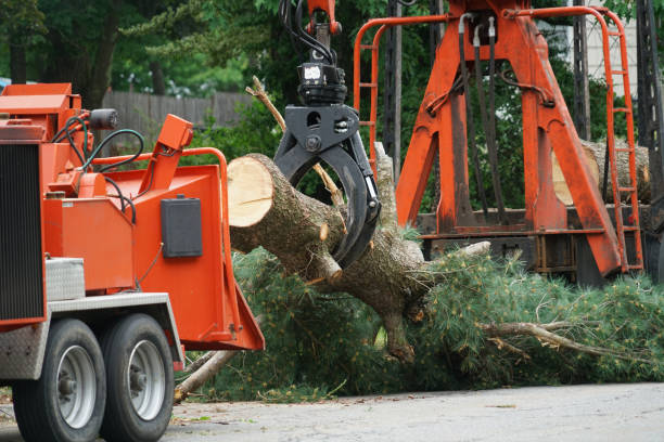 Professional Tree Service in Pleasant View, UT